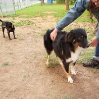 K9 Cody Dog Park ico