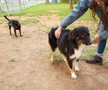 K9 Cody Dog Park