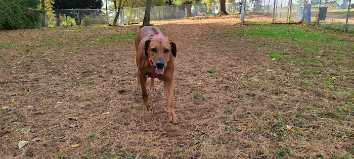 K9 Cody Dog Park 5