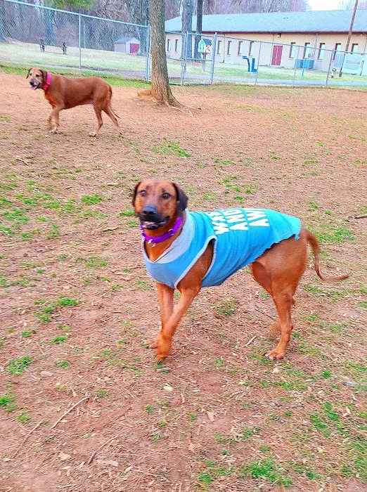 K9 Cody Dog Park 4