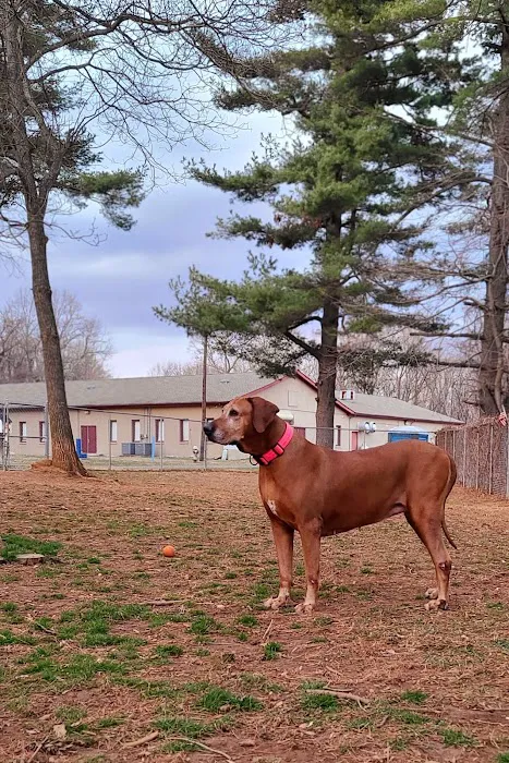 K9 Cody Dog Park 7
