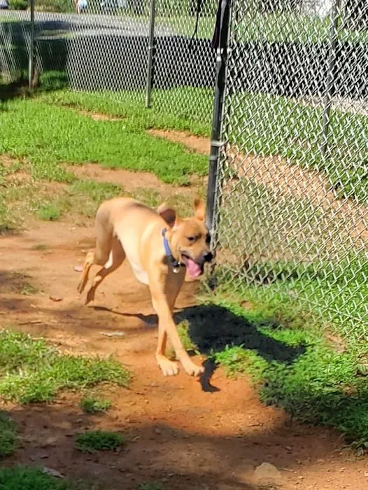 K9 Cody Dog Park 9