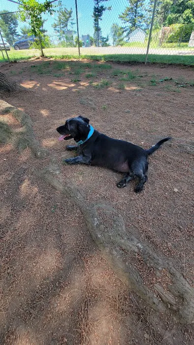 K9 Cody Dog Park 10