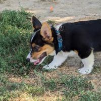 Charles E. Price Memorial Park Dog Park ico