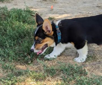 Charles E. Price Memorial Park Dog Park
