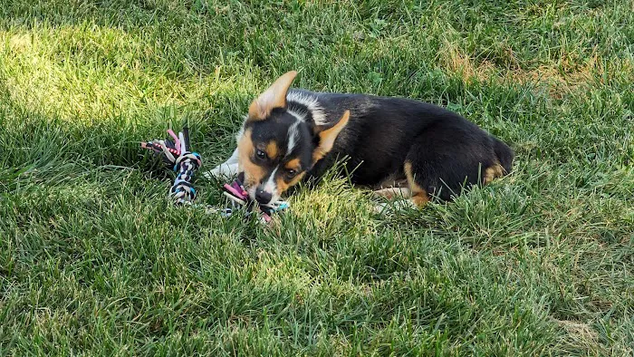 Charles E. Price Memorial Park Dog Park 4