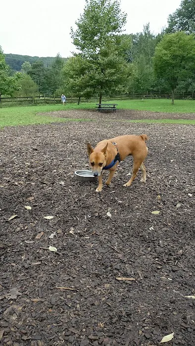 Abington Dog Park 1