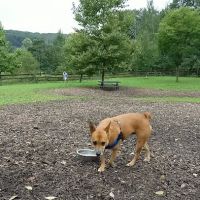 Abington Dog Park ico
