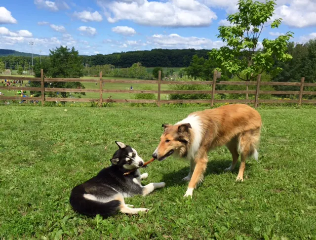 Abington Dog Park 2