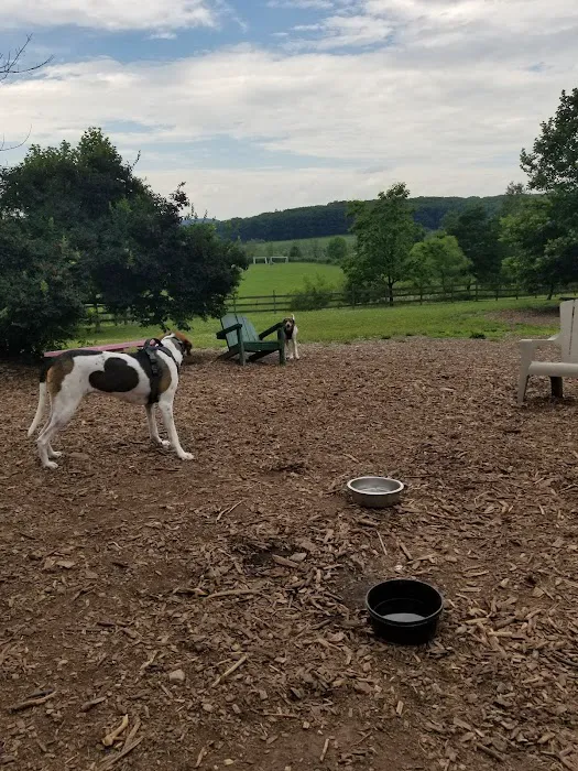 Abington Dog Park 3