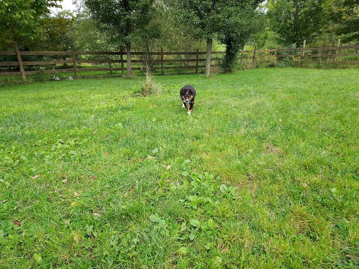 Abington Dog Park 5