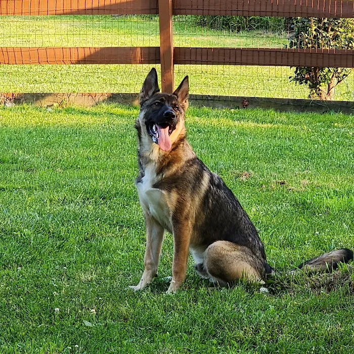 Abington Dog Park 8