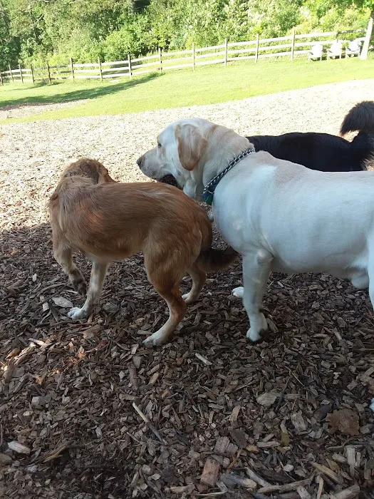 Abington Dog Park 4
