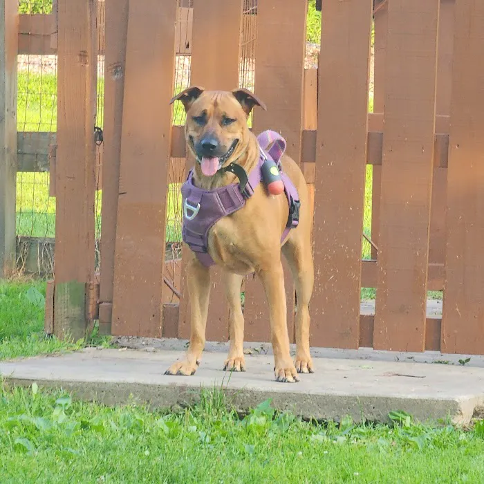 Abington Dog Park 10