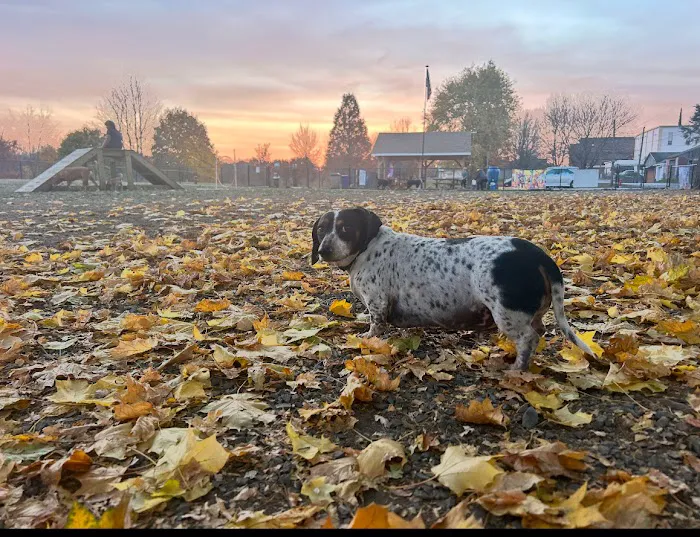 Kulpmont Dog Park 1