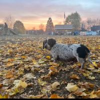 Kulpmont Dog Park ico
