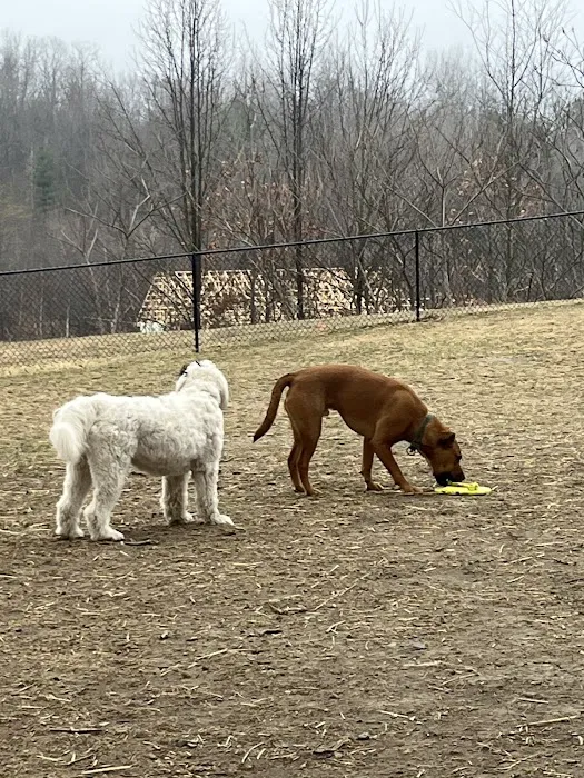 Kulpmont Dog Park 2