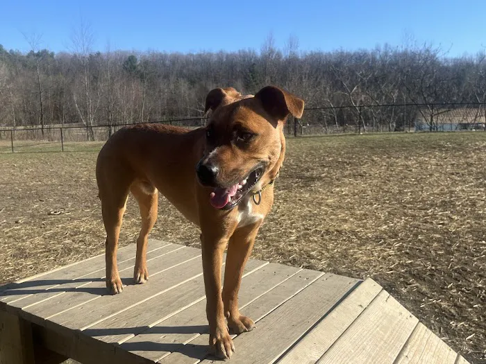 Kulpmont Dog Park 4