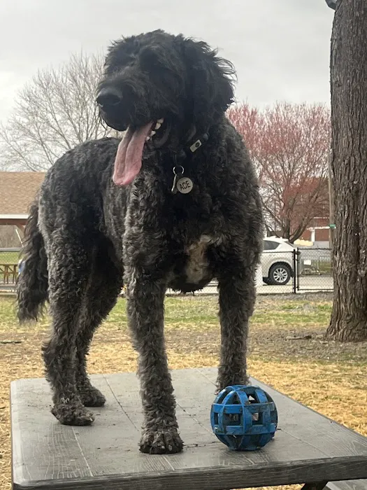 Kulpmont Dog Park 5