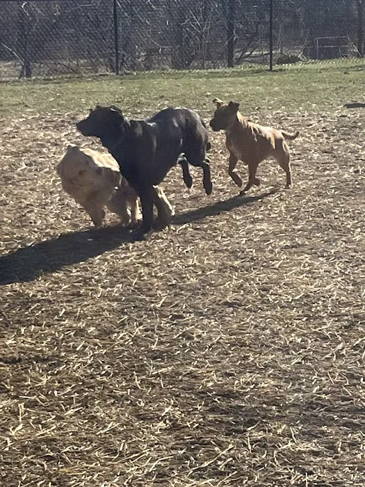 Kulpmont Dog Park 8