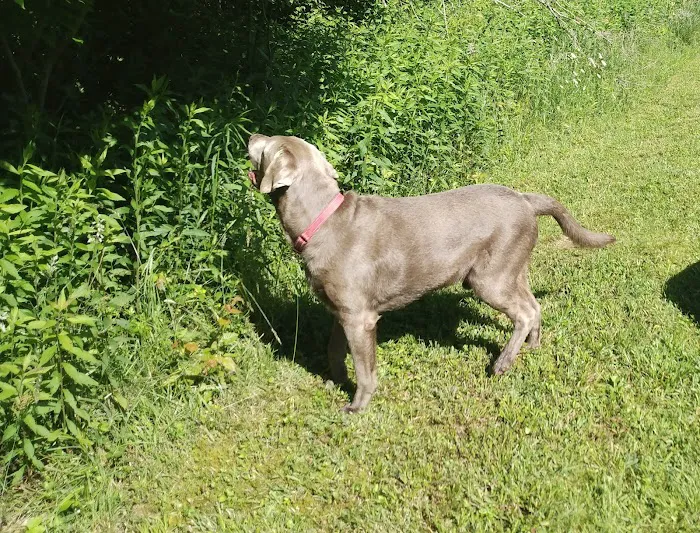 Kulpmont Dog Park 7