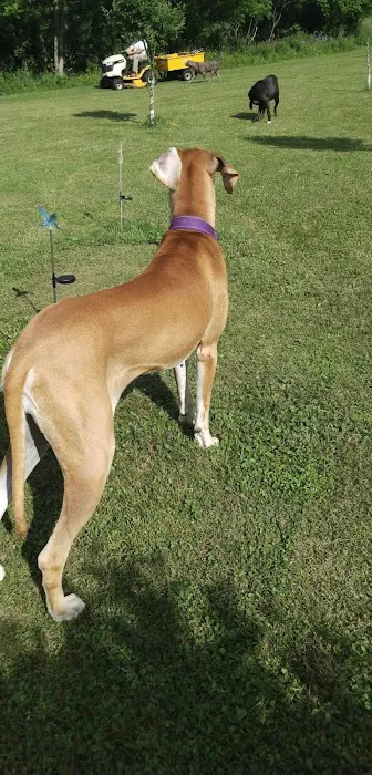 Kulpmont Dog Park 9