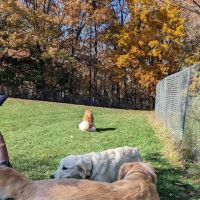 Happy Trails Dog Park ico