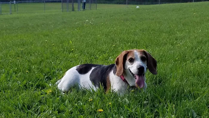 French Dog Park 3