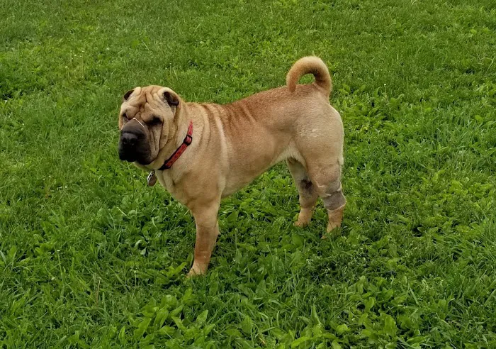 French Dog Park 10