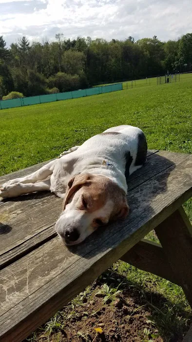 French Dog Park 2