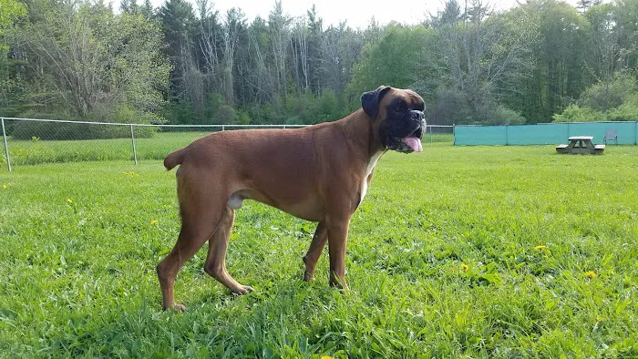 French Dog Park 4