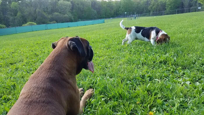 French Dog Park 1