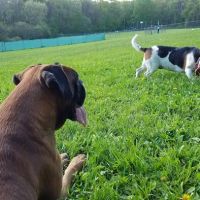 French Dog Park ico