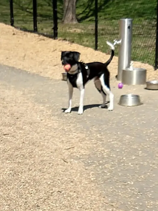 Paws Park 2