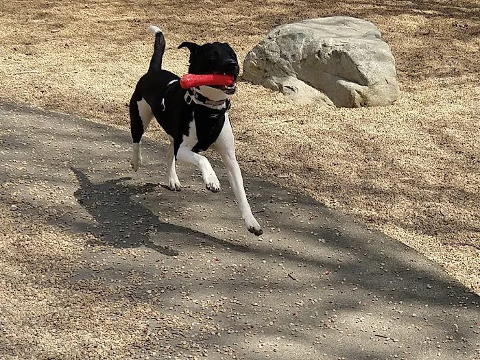 Paws Park 3