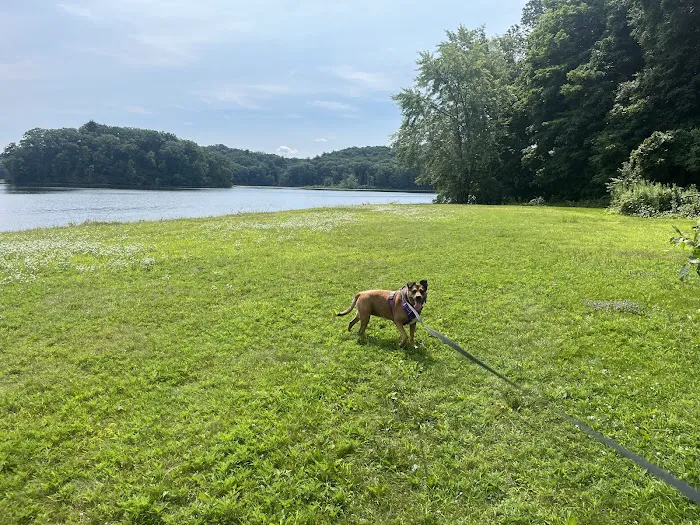 Dog Play Field 8