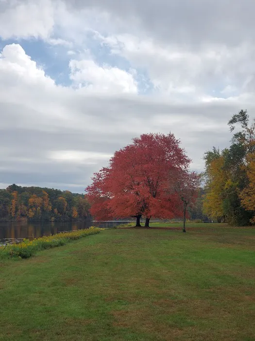 Dog Play Field 1
