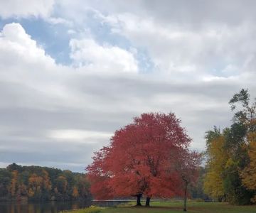 Dog Play Field