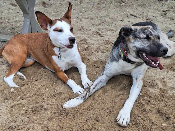 North Quabbin Dog Park 9