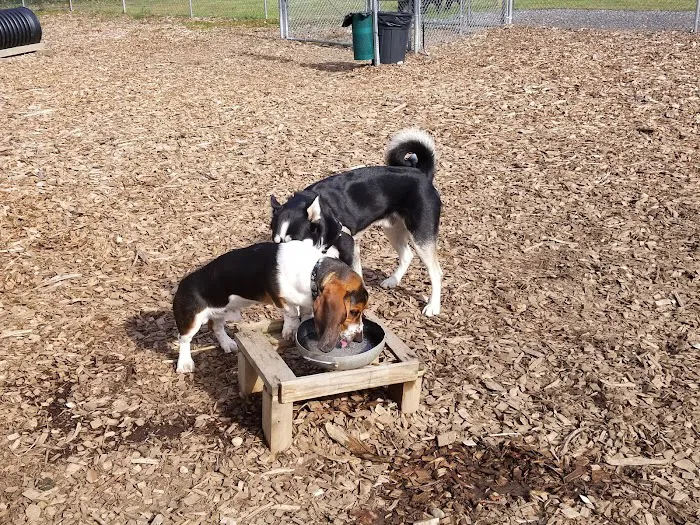 Phaiah's Dog Park 3