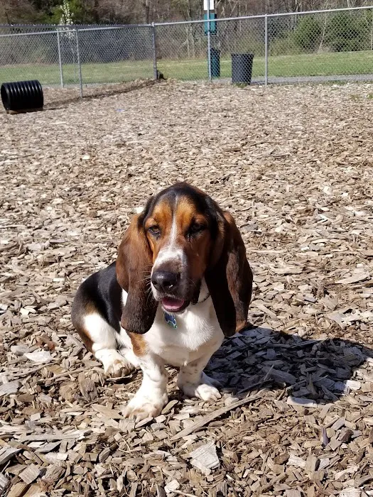 Phaiah's Dog Park 2