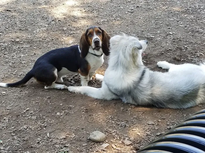 Phaiah's Dog Park 5