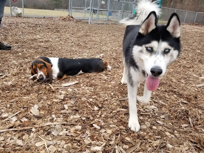 Phaiah's Dog Park 1