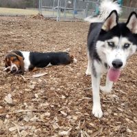 Phaiah's Dog Park ico
