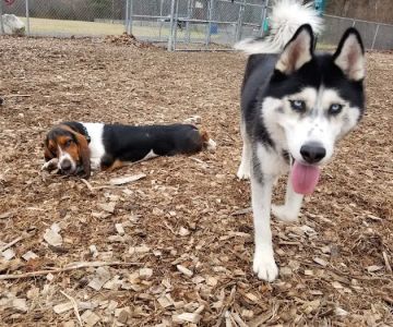 Phaiah's Dog Park