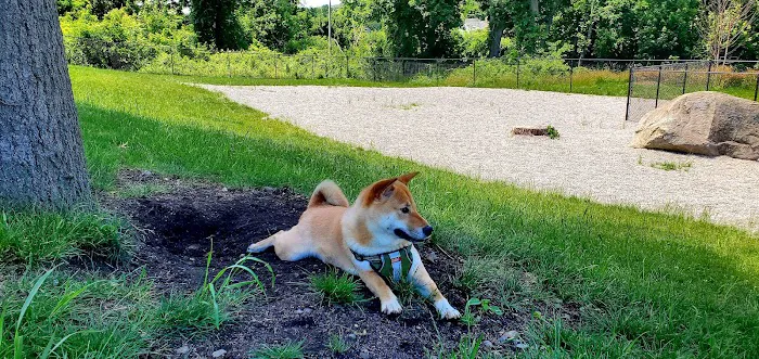 Webster Dog Park 3