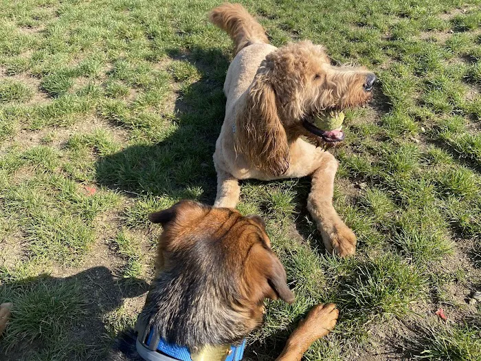 Uxbridge Dog Park 8