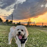 Uxbridge Dog Park ico