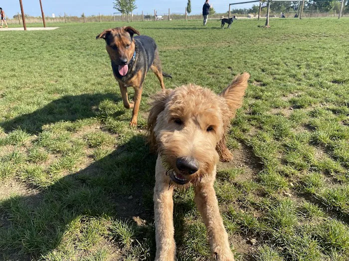 Uxbridge Dog Park 5