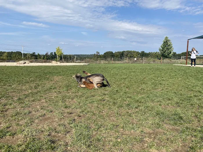 Uxbridge Dog Park 9